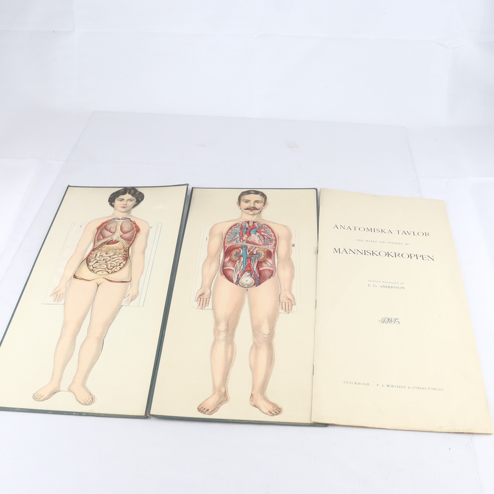 Anatomiska tavlor till hjälp vid studiet av Människokroppen