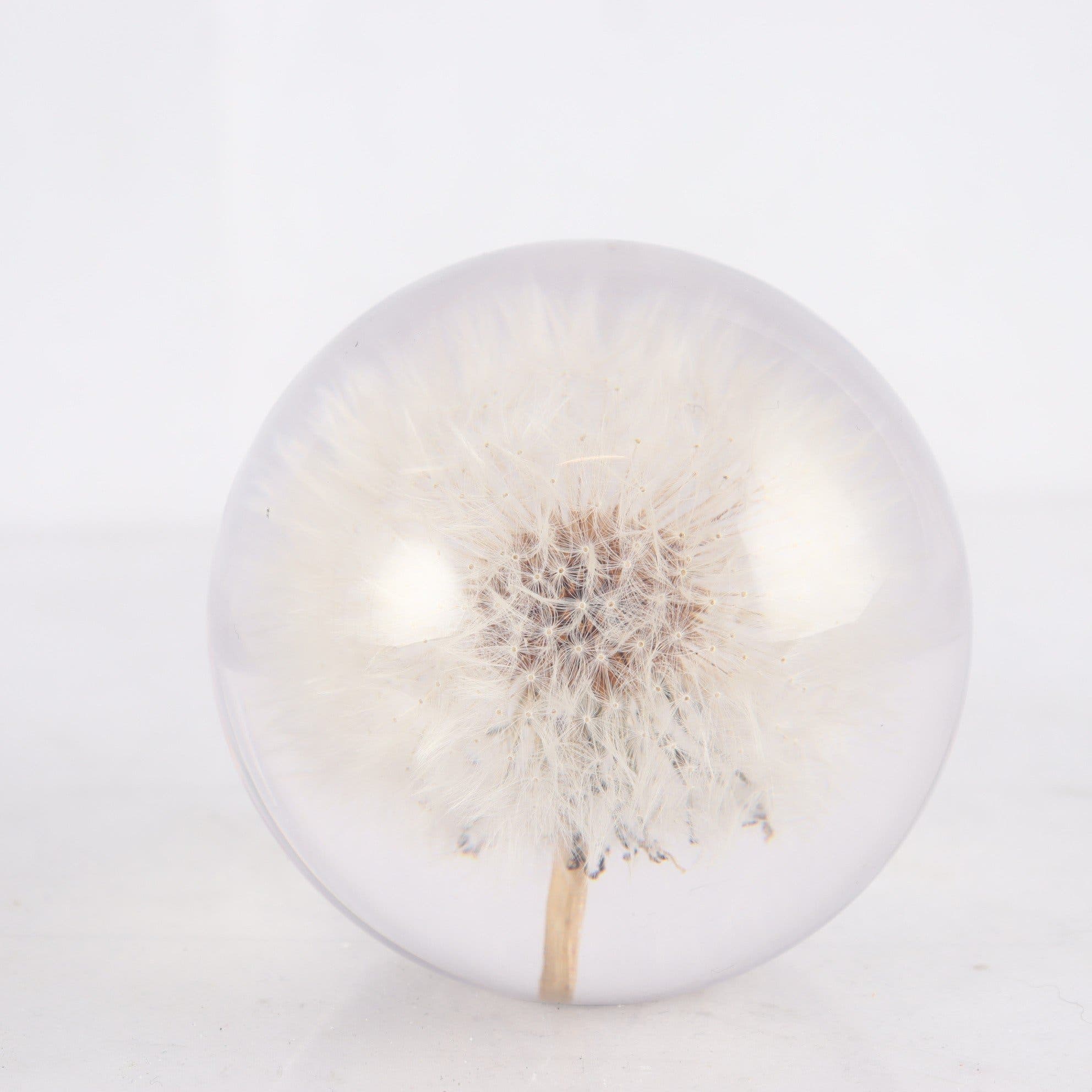 Brevpress, innesluten maskrosboll, plast,Hafod Grange Paperweights